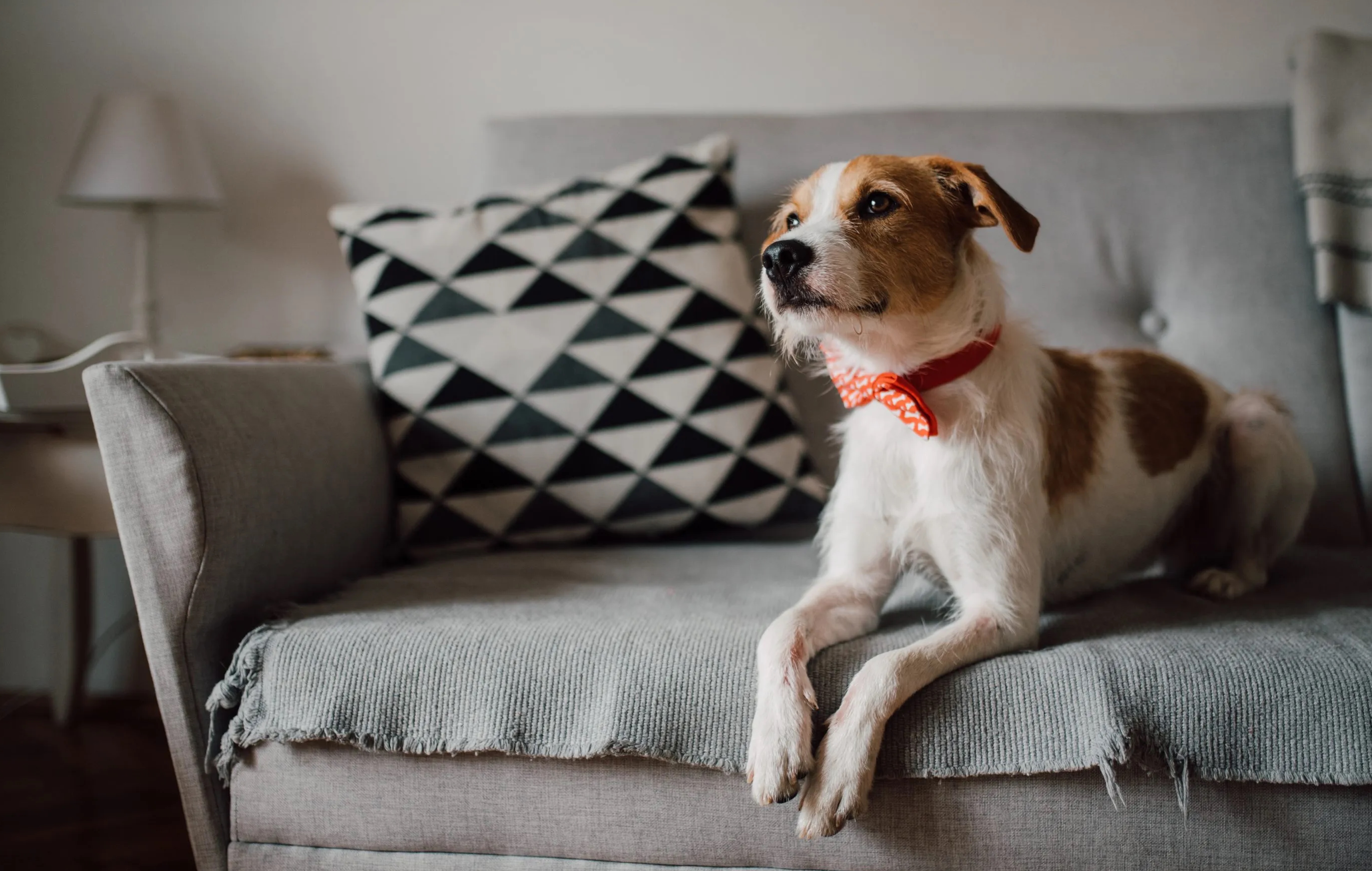 Supporting Pasadena Humane Society's Mission