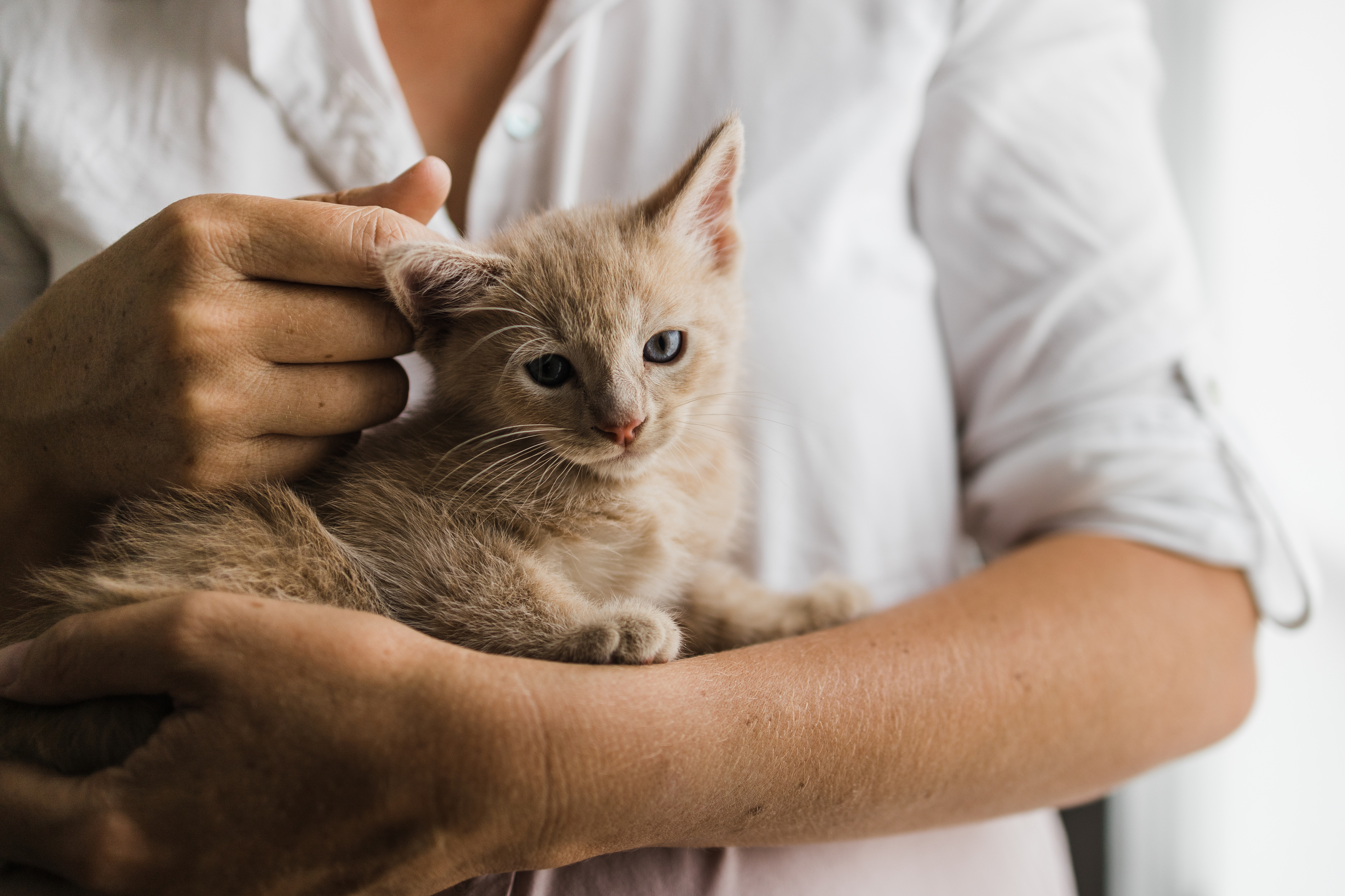 Support Pasadena Humane Society’s Mission
