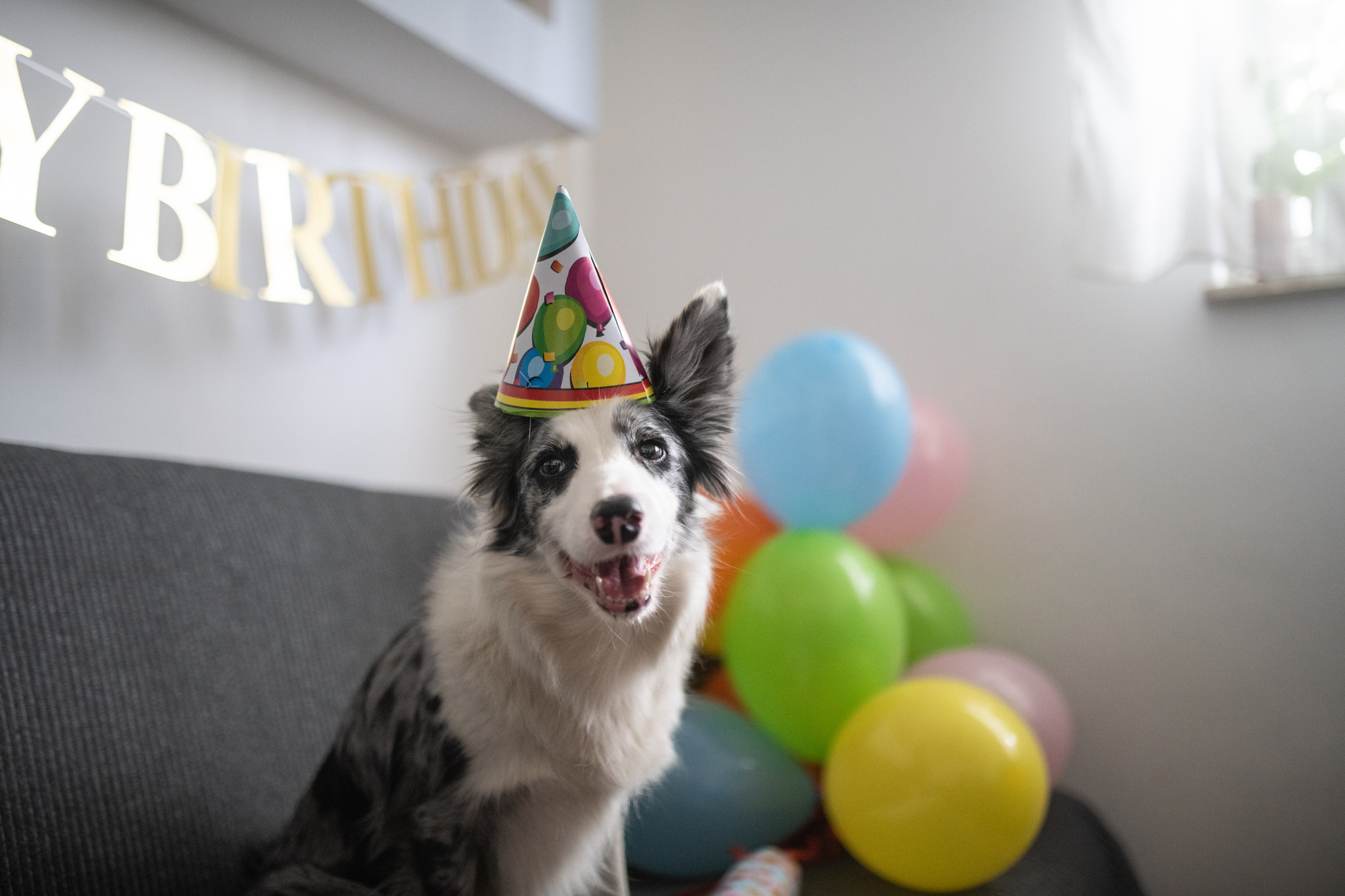Birthday Fundraiser for Pasadena Humane Society & SPCA