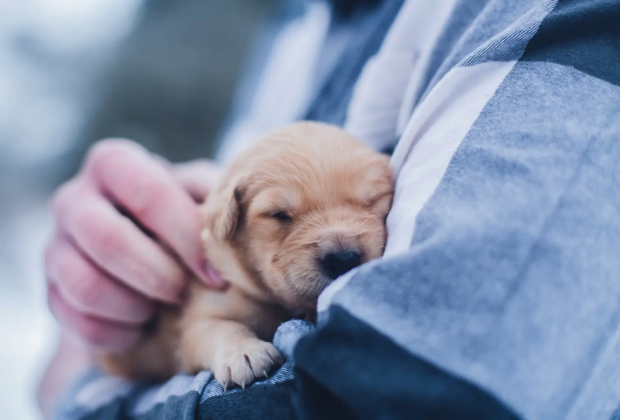 A puppy