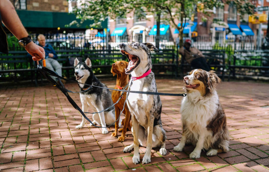 Hunde