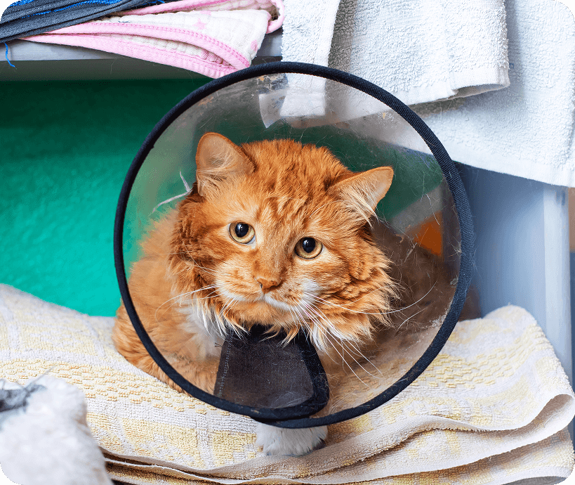 A cat in a medical cone