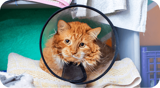 A cat in a medical cone