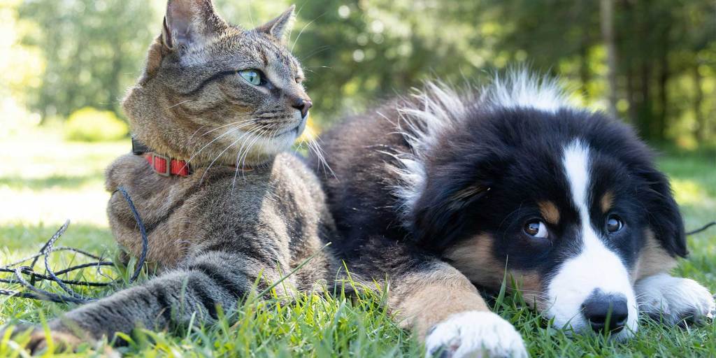 A cat and a dog