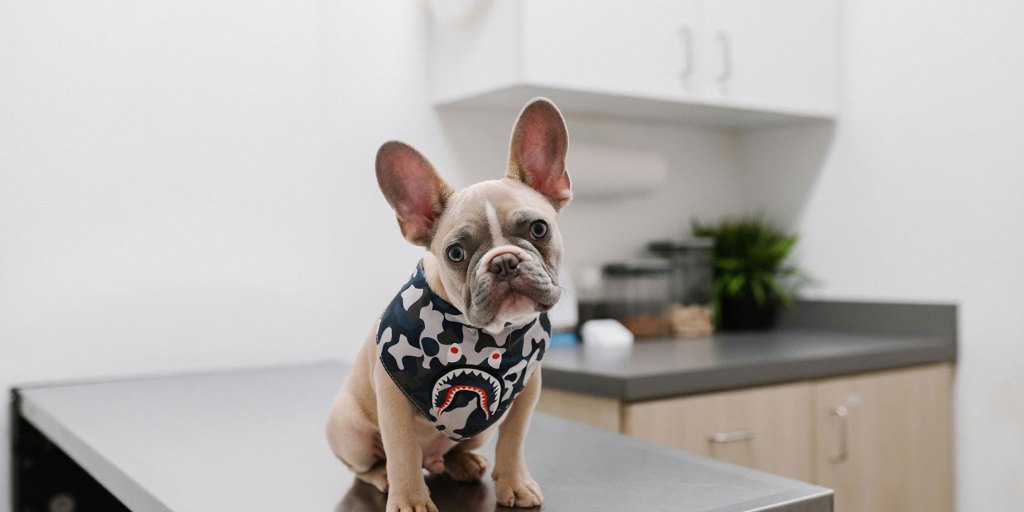 Le chien chez le vétérinaire